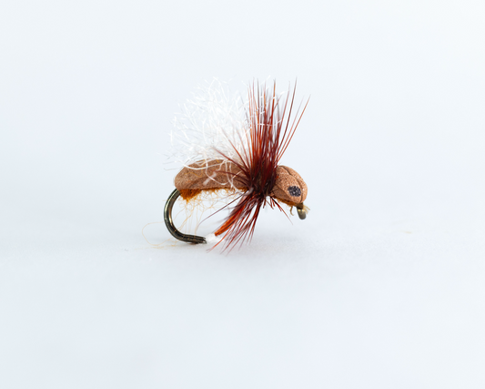 Cinnamon Ant